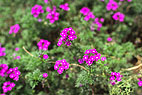 Zenitar 50mmF1.7