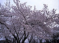 慰霊堂の桜